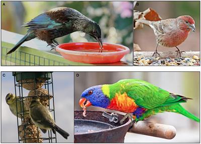 Countrywide parrot outlet food